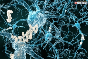 Brain protein causes Alzheimer’s and memory loss, study revealed
