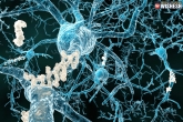 main reason for Alzheimer’s, protein that causes memory loss, brain protein causes alzheimer s and memory loss study revealed, Memory