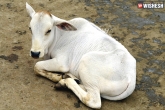 Viral news, calf raped in UP, youth raped a calf, Calf raped