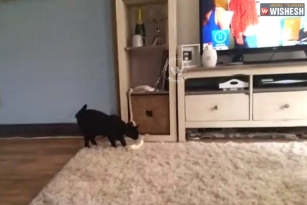 Cat lifts and answers the phone