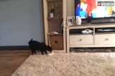 viral videos, cat lifts phone, cat lifts and answers the phone, Answers