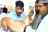 viral, Chennai, chennai dog case culprits granted bail by local court, Culprits