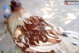 Chicken Survives Without Head For A Week