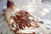 headless chicken, headless chicken latest, chicken survives without head for a week, Headless chicken