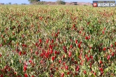 India, India, telangana govt seeks center s help to support state s chilli farmers, Chilli farmers