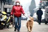 Coronavirus dog, dog gets Coronavirus, a dog in hong kong tested positive with coronavirus, Dogs