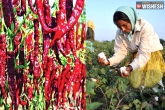 AP Farmers, Red Chillies, chilli farmers move to lucrative cotton in ap, Chilli
