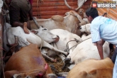 bulls, bulls, 5 years jail for slaughter, Slaughter
