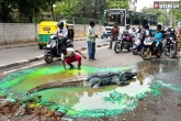 Civic authorities, Bangalore, crocodile on road to slap the authorities, Civic authorities