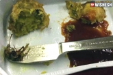 Dead cockroach, Dead cockroach, dead cockroach found inside air india meals, Cockroach