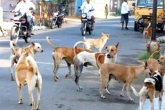 Dogbite victims breaking news, Punjab and Haryana Court, dogbite victims to get rs 10000 per teeth mark, Haryana