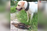 Duck and dog viral video latest, Duck and dog viral video updates, duck s oscar worthy performance escaping from a dog goes viral, Worthy