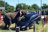 viral videos, Elephants lifted the car in Denmark beach, elephant smashes car terrorizes tourists, Elephant