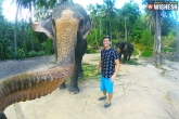 weird facts, weird facts, elephant took its picture on its own, Weird facts