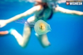 image, image, photographer captures a rare picture of a fish trapped inside jelly fish, Underwater