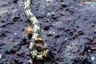 Freaking Video Of A Spider Snake Is Now Viral