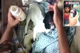 Chandra, Anophthalmia, video of goat without eyes and human resembling face goes viral, Goa