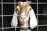 Jokes, Jokes, chhattisgarh goat awakens a hypothetical question, Goat