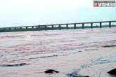 Godavari, water, water level rises in river godavari, River godavari