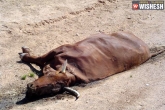 Slaughter, thrashed, dalits thrashed for killing cow in rajahmundry, Slaughter