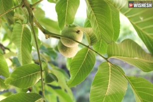 Guava Leaves: A great option for Skin