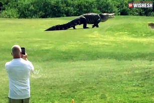 Shocking: A Huge Gator Captured In A Video At Florida Golf Course
