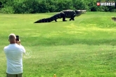 Gator, Gaint alligator’s video recorded in a Golf course in Florida, shocking a huge gator captured in a video at florida golf course, Weird news