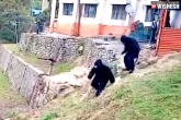 ITBP officials as bears, ITBP officials in Uttarakhand, two itbp officials dress themselves as bears to confront monkeys, Itbp officials