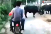 Instant Karma viral video, Instant Karma latest, internet calls instant karma after men on bike kicks a buffalo on the road, Kick 3