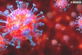 Coronavirus, coronavirus antibody latest news, israel develops an antibody that attacks and neutralizes coronavirus, Neutralize