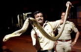 Cobra, Poisonous snake, deadly 5ft cobra spotted at bandra mumbai, Cobra