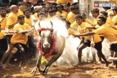 Tamil Pride, Jallikettu, jallikettu tamilians pride activists envy, Biriyani