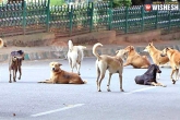 death, maul, 65 year old woman mauled to death by stray dogs in kerala, Dogs