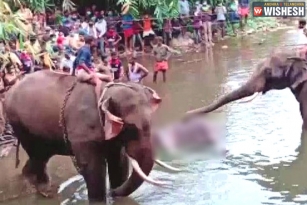 Nationwide Outrage For Killing Pregnant Elephant In Kerala