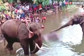 Kerala pregnant elephant latest news, Kerala pregnant elephant latest news, nationwide outrage for killing pregnant elephant in kerala, Kerala