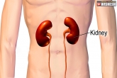 Kidney latest, Kidney latest, five ways to keep your kidneys healthy, Hr related