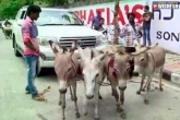 Toyota, Toyota, irresponsible customer care service turns 1 crore toyota land cruiser into donkey cart, Tushar