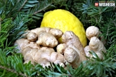 Health And Wellness, Lemon-Ginger Combination, five best ways to use lemon and ginger for quick weight loss, Lemon