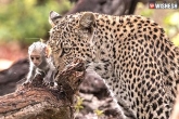 Leopard, Leopard Vs baby monkey new updates, leopard uses baby monkey as a bait, Baby