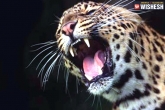 Leopard, Leopard, leopard burned to death by villagers in surat, Villagers