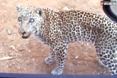 Kruger national park, Kruger national park, leopard jumps onto a car window, Kruger national park
