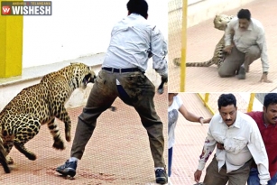 Leopard scare: Bengaluru schools declared holiday