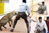 Leopard in Bengaluru, Bengaluru schools holiday, leopard scare bengaluru schools declared holiday, Bengaluru news