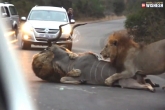 Lions stop the traffic to kill, viral videos, lions stop the traffic to kill, Kruger national park