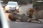 Kruger National park, viral videos, lions stop the traffic to kill, Kruger national park