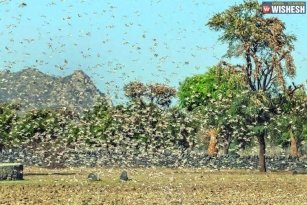 Locusts Threat For Telangana