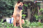 Loung, Dog, loyal dog waiting for owner gets killed in road accident, Thailand
