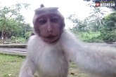 Macaque Monkey latest, Macaque Monkey updates, macaque monkey s selfie copyright issues move to court, Macaque monkey