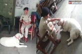 MP cops adopt dog, MP cops adopt dog, mp cops taking care of a pet after owner arrested in a murder case, Madhya pradesh
