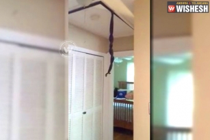 Man Finds Two Snakes Hanging from Ceiling, Videos Goes Viral